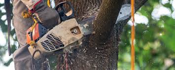 Best Pest Control for Lawns  in Opa Locka, FL