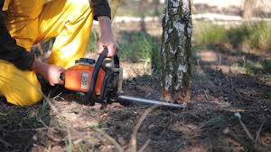 Best Commercial Tree Services  in Opa Locka, FL