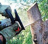Best Fruit Tree Pruning  in Opa Locka, FL