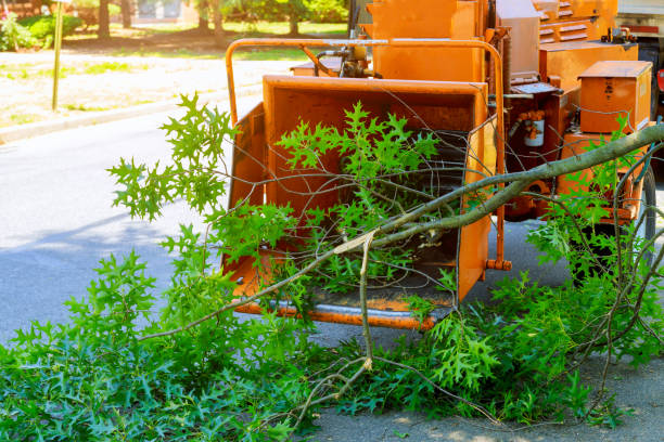 Best Tree and Shrub Care  in Opa Locka, FL