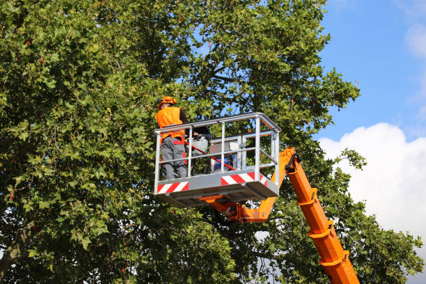 Best Firewood Processing and Delivery  in Opa Locka, FL