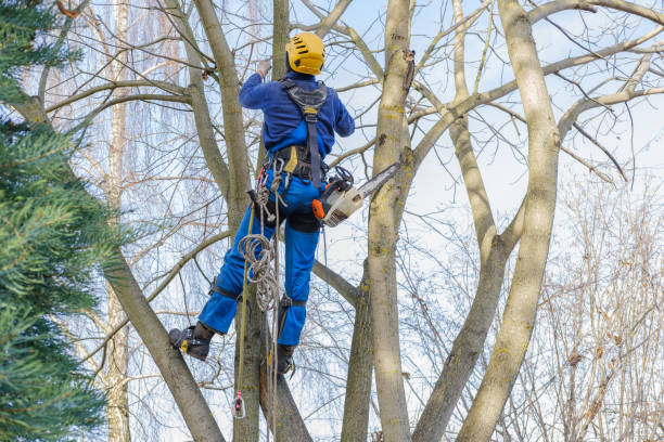 Best Pest Control for Lawns  in Opa Locka, FL