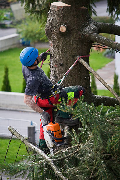 Best Lawn Maintenance Plans  in Opa Locka, FL