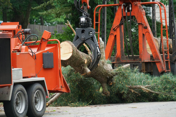  Opa Locka, FL Tree Services Pros